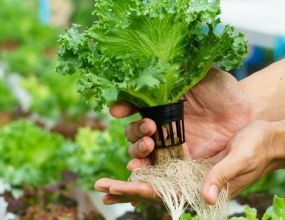 LĨNH VỰC THỦY CANH LĨNH VỰC THỦY CANH